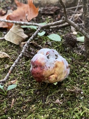 Hypomyces hyalinus