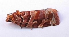Argyrotaenia tabulana