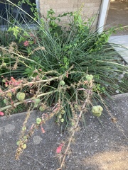 Hesperaloe