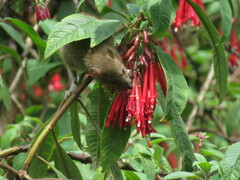 Fuchsia boliviana