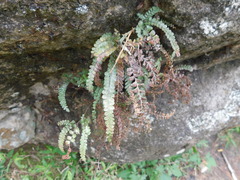 Adiantum hispidulum