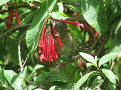 Fuchsia boliviana