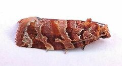 Argyrotaenia tabulana