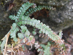Adiantum hispidulum