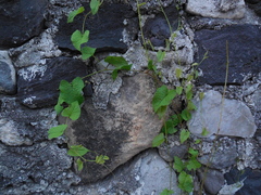 Antigonon leptopus