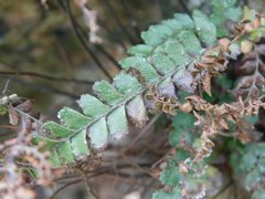 Adiantum hispidulum