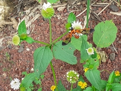 Gymnelia ethodaea