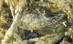 Callinectes marginatus