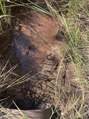 Thamnophis marcianus