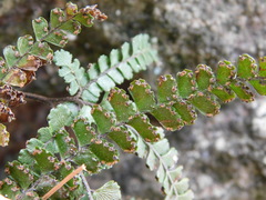 Adiantum hispidulum