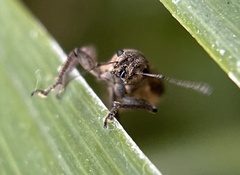 Pantomorus cervinus
