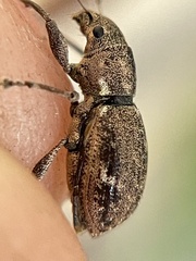 Pantomorus cervinus