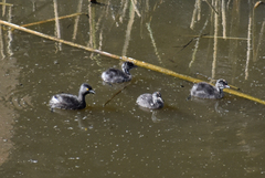 Tachybaptus dominicus