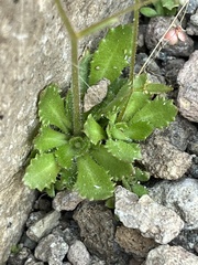 Micranthes ferruginea