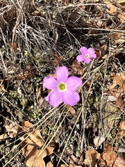 Oxalis violacea