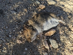 Microtus pennsylvanicus