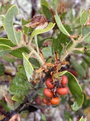 Arctostaphylos columbiana