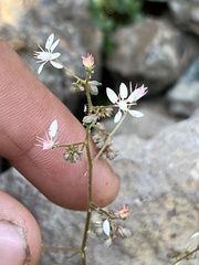 Micranthes ferruginea