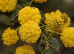 Acacia paradoxa
