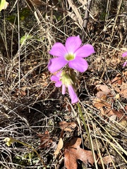 Oxalis violacea