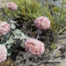 Eriogonum latifolium - Photo (c) kevinhintsa, algunos derechos reservados (CC BY-NC), uploaded by kevinhintsa