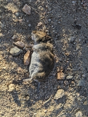 Microtus pennsylvanicus