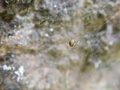 Parasteatoda