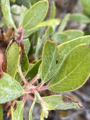 Arctostaphylos columbiana