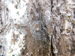 Herennia multipuncta