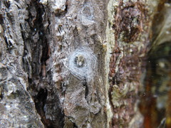 Herennia multipuncta