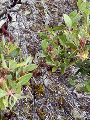 Arctostaphylos columbiana