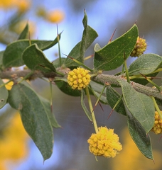 Acacia paradoxa