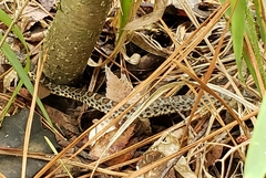 Coluber constrictor flaviventris