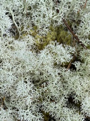 Cladonia portentosa