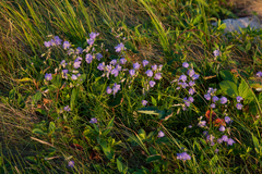 Campanula intercedens