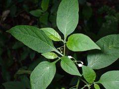 Solanum americanum