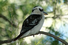 Dacelo novaeguineae novaeguineae