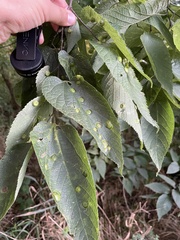 Pachypsylla celtidisumbilicus