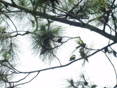 Dendrocopos analis