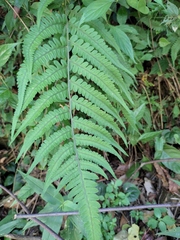 Deparia petersenii