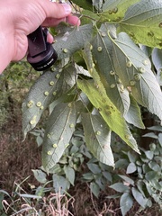 Pachypsylla celtidisumbilicus