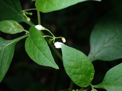 Solanum americanum