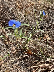 Commelina erecta