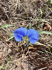 Commelina erecta