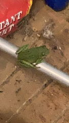 Hyla gratiosa