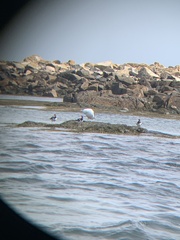 Haematopus palliatus