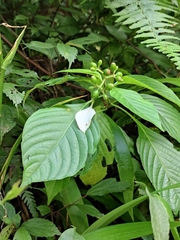 Mussaenda shikokiana