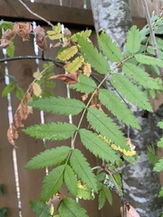Sorbus aucuparia