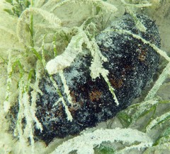 Holothuria floridana