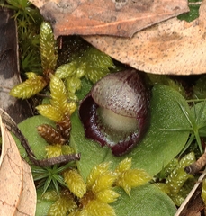 Corybas incurvus